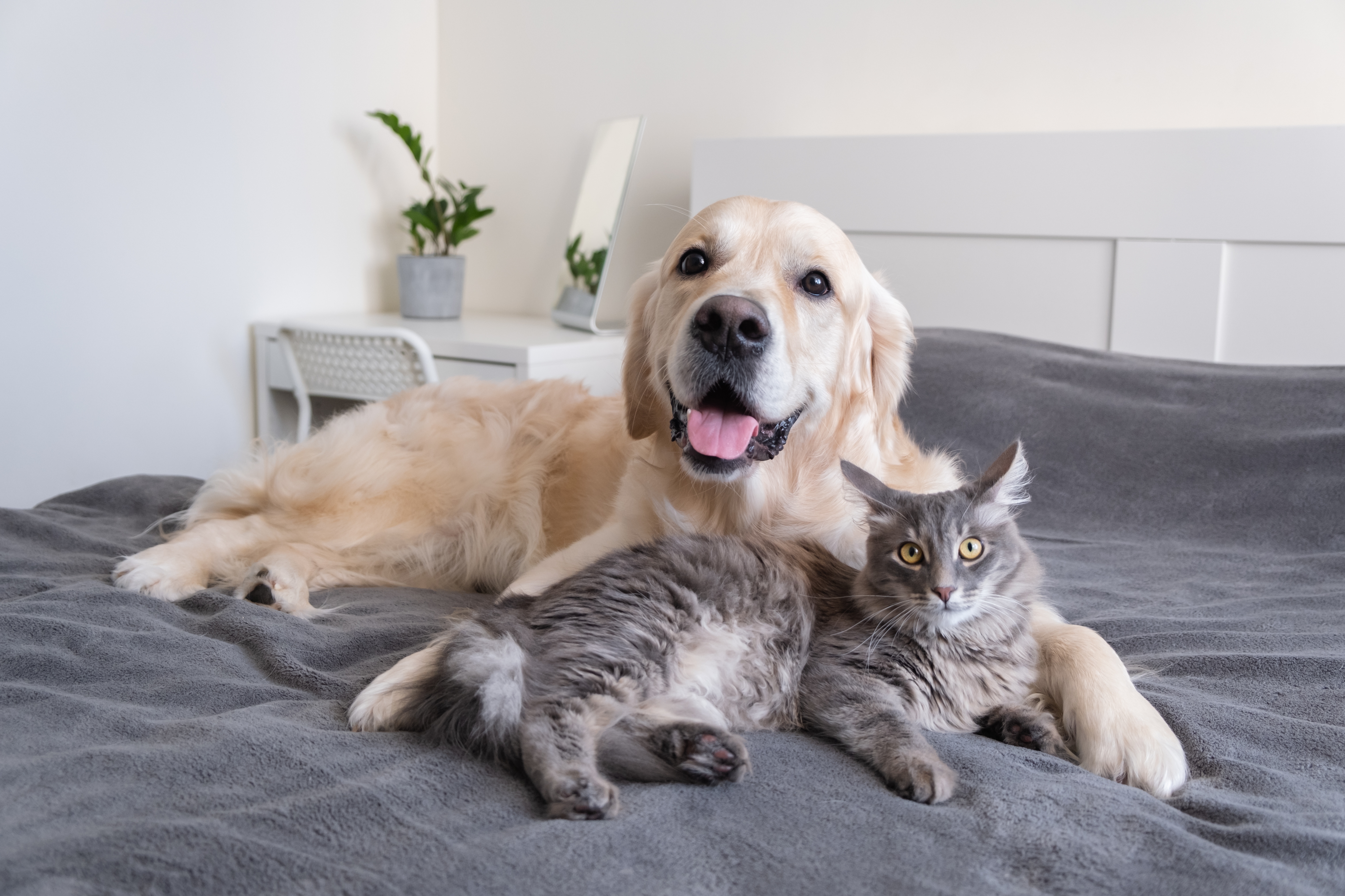 Cute dog & cat