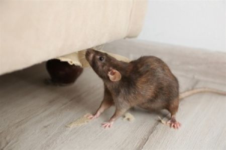 rodent